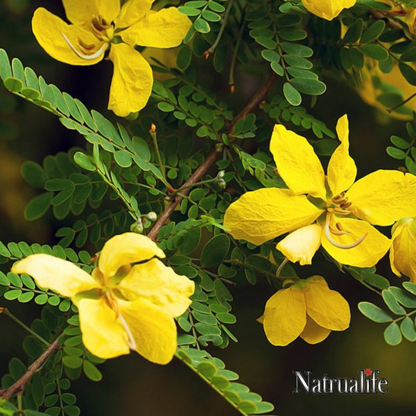 Natrualife Laxative Support Senna Plant